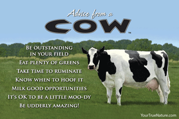 Advice from a Cow - 4x6 Postcard