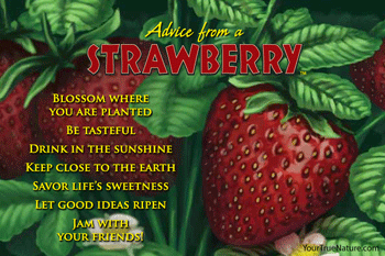 Advice from a Strawberry - 4x6 Postcard