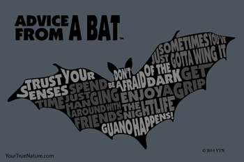 Advice from a Bat - 4x6 Postcard