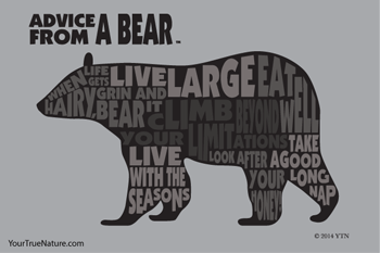 Advice from a Bear - 4x6 Postcard