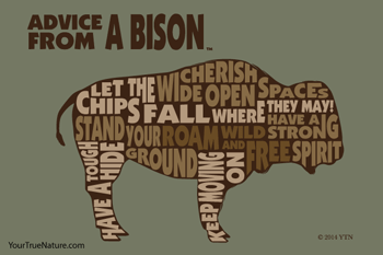 Advice from a Bison - 4x6 Postcard