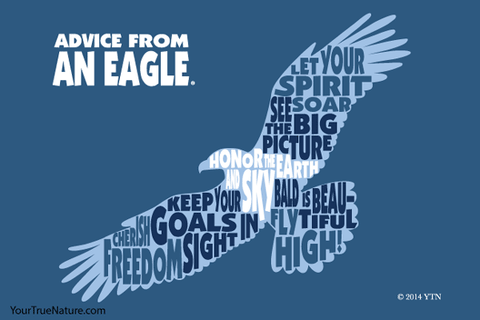 Advice from an Eagle - 4x6 Postcard