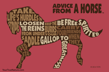 Advice from a Horse - 4x6 Postcard