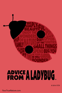 Advice from a Ladybug - 4x6 Postcard