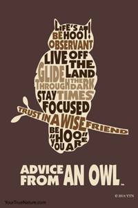 Advice from an Owl - 4x6 Postcard