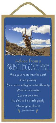 Advice from a Bristlecone Pine Hanging Wood Sign