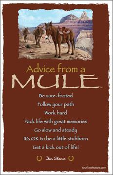 Advice from a Mule - Grand Canyon National Park - Frameable Art Postcard
